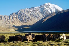 Tadschikistan, Pamir. Yaks am Uchkul. Foto: Bruno Baumann.