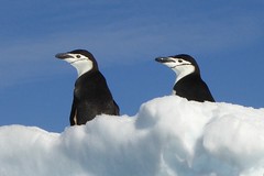 Tierbeobachtungen an Antarktische Halbinsel. Pinguine auf Eisscholle. Foto: Rainer Schenk.
