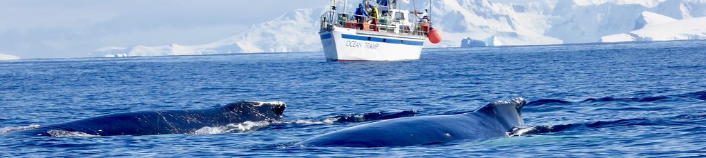 Expeditions-Trekking Antarktische Halbinsel. Wale vor unserem Segelschiff, vom Schlauchboot/Zodiak aus fotografiert. Foto: Rainer Schenk.