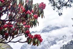 Rhododendron auf dem Trekking zum Basislager den Kanchenjunga. R. Foto: Dr. Franz Bundscherer.