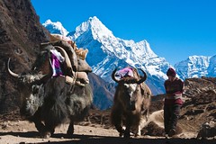 Nepal, Komfort-Trekking Everest-Gebiet. Yaks dienen beim Trekking als Tragtiere. Foto: Archiv Härter.