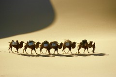 Kameltrekking in der Wüste Gobi. Dünengebirge in faszinierenden Formen. Foto: Bruno Baumann.