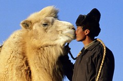 Kameltrekking in der Wüste Gobi. Foto: Bruno Baumann.
