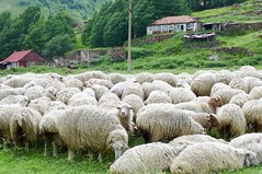 Viehwirtschaft in Georgien, südlicher Kaukasus. Foto: Günther Härter.