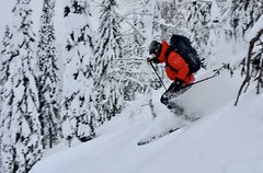 Tiefschneeabfahrt, Tree Skiing, in Sibirien.