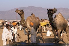 Indien, Rajasthan, Kamelreiten in der Wüste Thar. Foto: Archiv Härter.