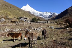 Trekkingroute im Himalaya, Bhutan, in der Nähe des Basislagers Jangothang am Chomolhari, 7326 m. Foto: Dr. Karl Gabl.