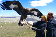 Falkner mit Steinadler. Foto: Archiv Härter.