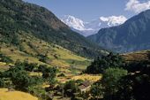 Nepal Trekkingtour Manaslu. Der Manaslu, 8163 m, über fruchtbaren Himalaja-Tälern. Foto: Archiv Härter.