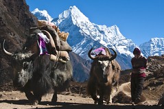Yaks als Lasttiere auf dem Weg zum Basislager des Mount Everest. Foto: Archiv Härter.